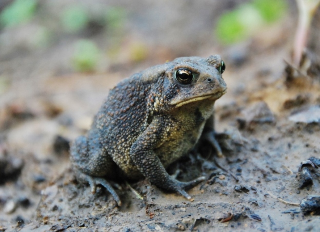 Toad Three-Quarter Profile