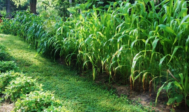 There's a saying about corn: "Knee high by the fourth of July." Ours is between 4-10 feet tall! 