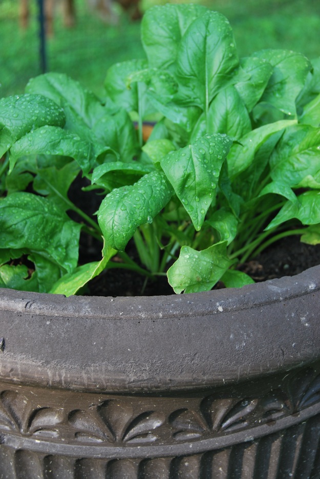 Yum! Spinach always seems to do so well in pots; very easy to harvest