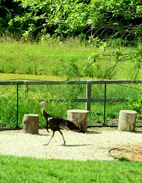 A turkey strutting in the playground at Forest School