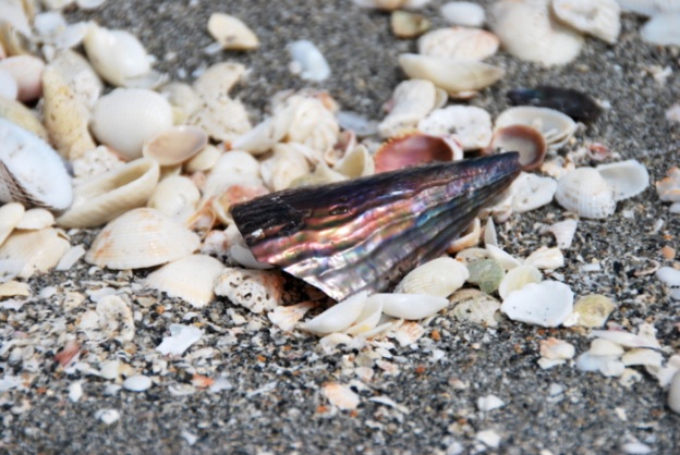 A shiny piece of a sea pen (a type of shell)