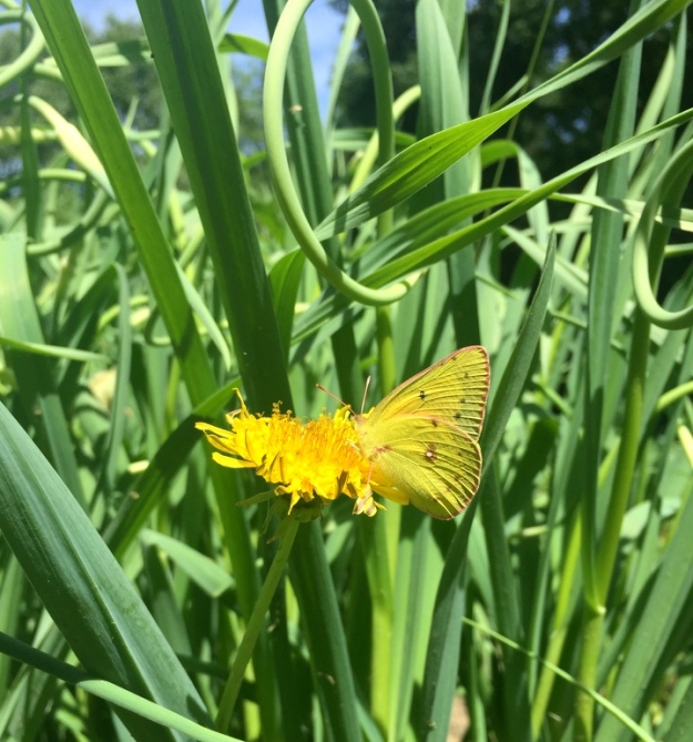 Butterfly enjoying a marigold among the garlic scapes