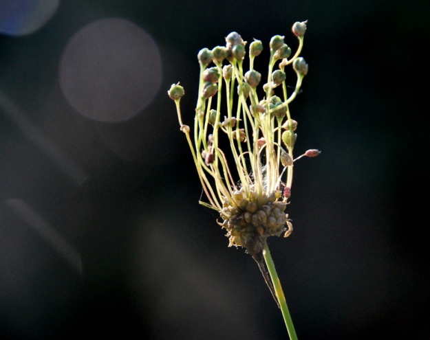 Aren't these little onion seedheads so photogenic!?